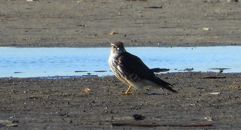 Drzemlik, sokół drzemlik, sokół królik (Falco columbarius)