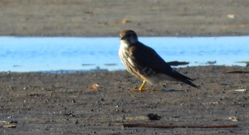 Drzemlik, sokół drzemlik, sokół królik (Falco columbarius)
