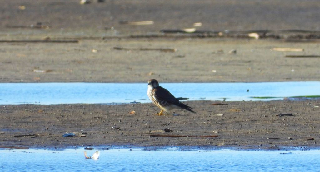 Drzemlik, sokół drzemlik, sokół królik (Falco columbarius)