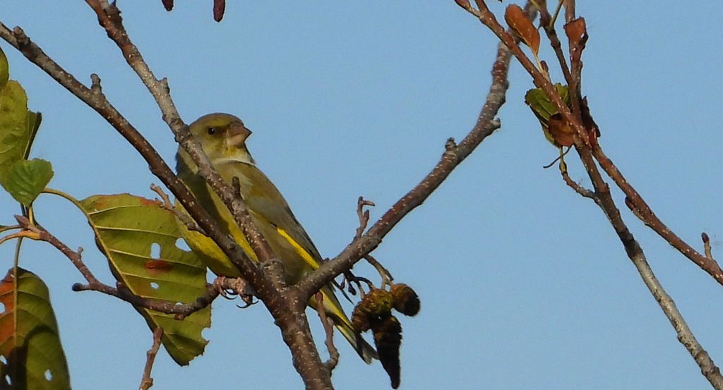 Dzwoniec (Chloris chloris)