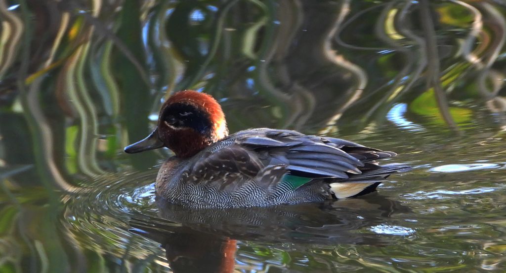 Cyraneczka zwyczajna, cyraneczka (Anas crecca)