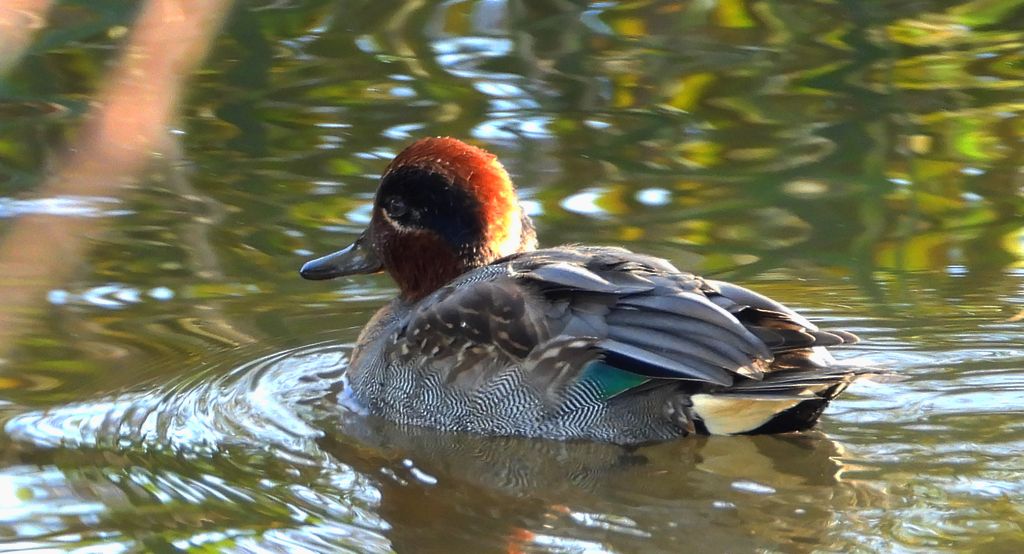 Cyraneczka zwyczajna, cyraneczka (Anas crecca)