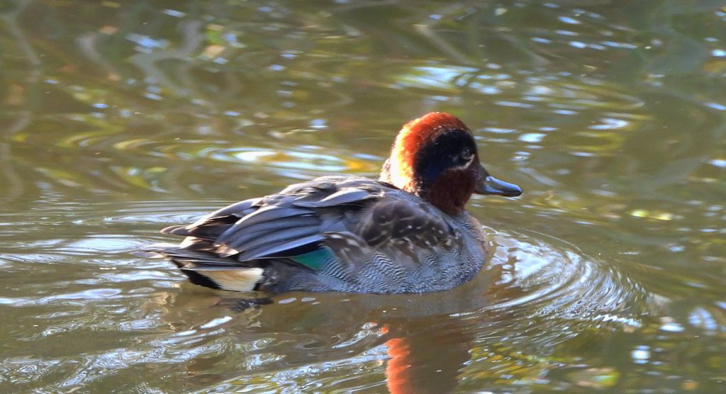 Cyraneczka zwyczajna, cyraneczka (Anas crecca)