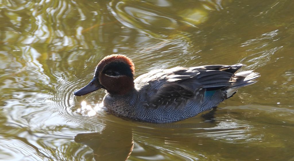 Cyraneczka zwyczajna, cyraneczka (Anas crecca)