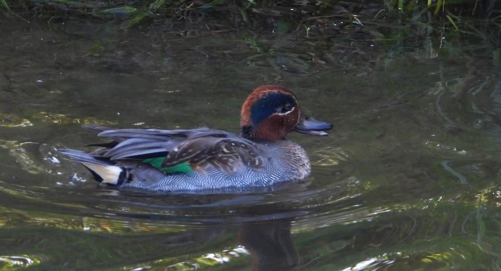 Cyraneczka zwyczajna, cyraneczka (Anas crecca)