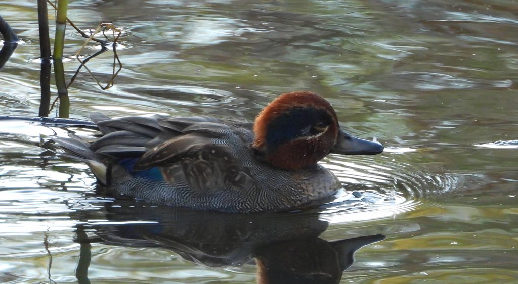 Cyraneczka zwyczajna, cyraneczka (Anas crecca)