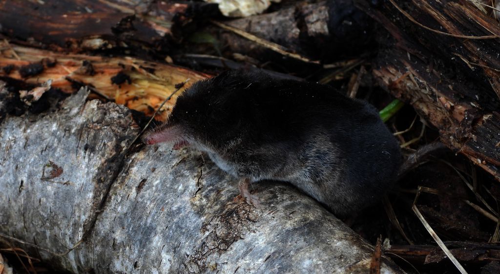 Rzęsorek mniejszy (Neomys milleri)