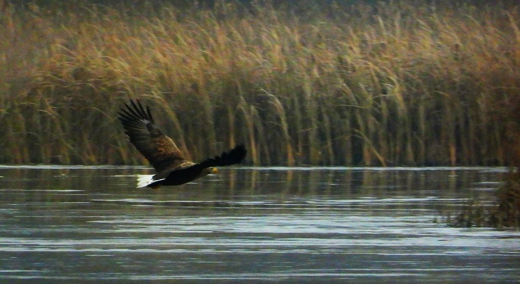 Bielik, orzeł bielik, birkut (Haliaeetus albicilla)