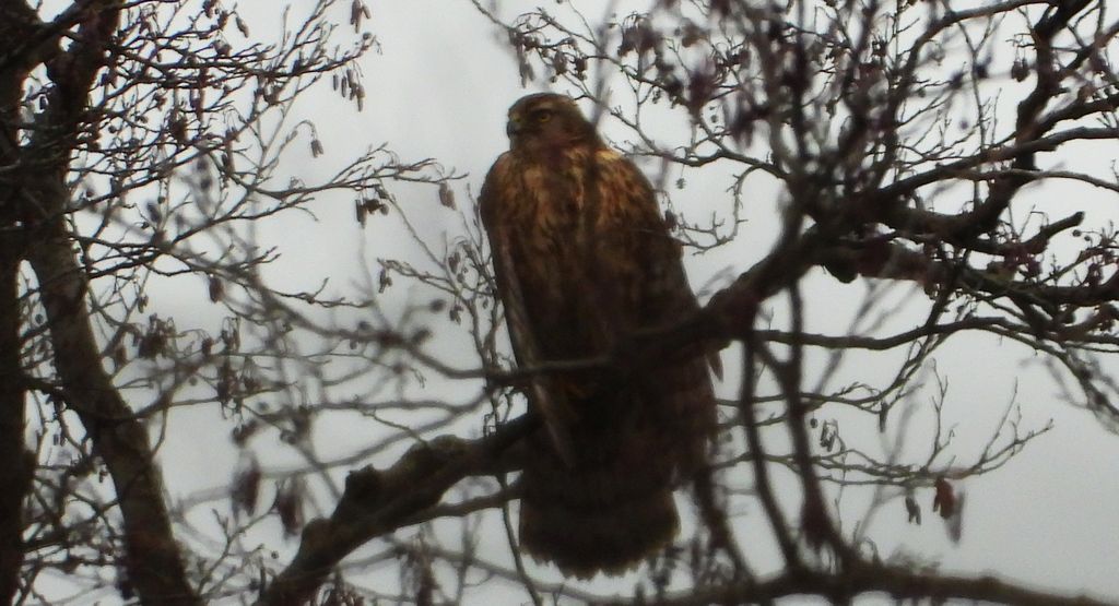 Jastrząb zwyczajny, jastrząb gołębiarz, kastruba (Astur gentilis)