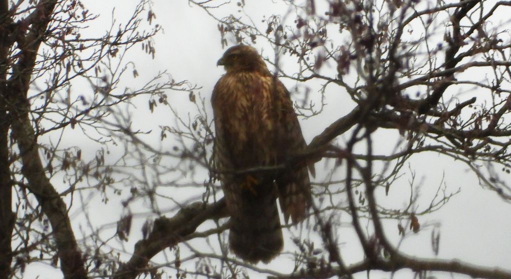 Jastrząb zwyczajny, jastrząb gołębiarz, kastruba (Astur gentilis)