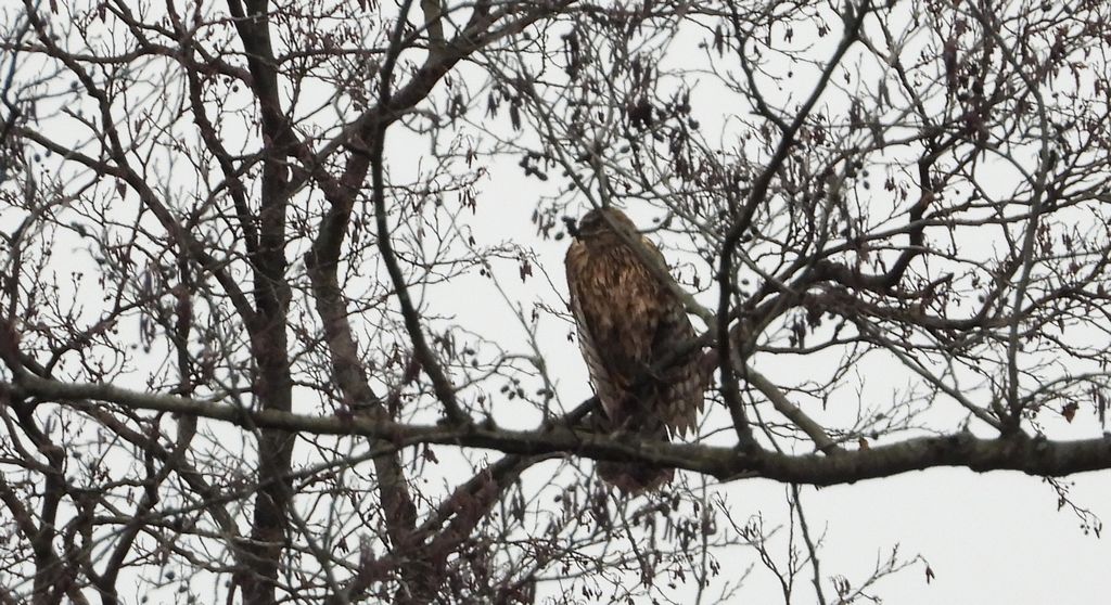 Jastrząb zwyczajny, jastrząb gołębiarz, kastruba (Astur gentilis)