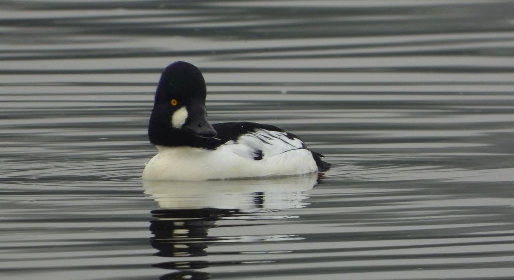 Gągoł, gągoł krzykliwy (Bucephala clangula)