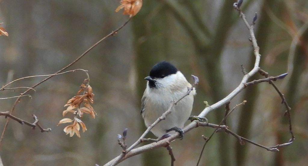 Sikora uboga, szarytka, błotniczka, sikora trzcinna (Poecile palustris)