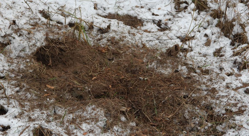 Dzięcioł zielony (Picus viridis)