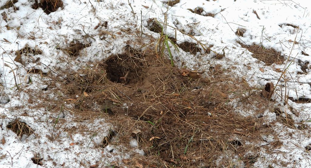 Dzięcioł zielony (Picus viridis)