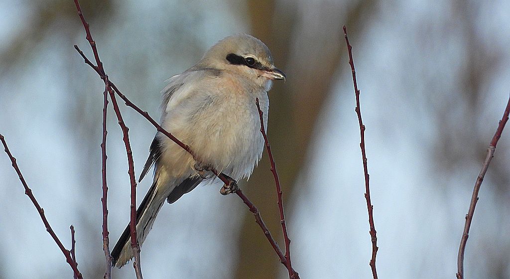 Srokosz, dzierzba srokosz (Lanius excubitor)