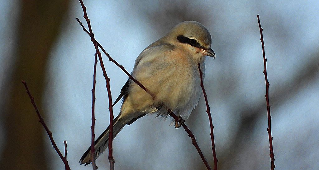 Srokosz, dzierzba srokosz (Lanius excubitor)