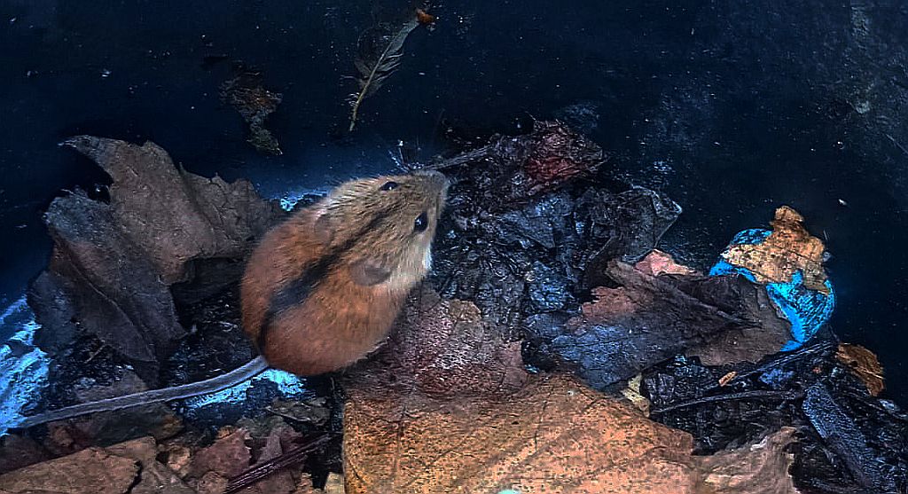 Myszarka polna, mysz polna (Apodemus agrarius)