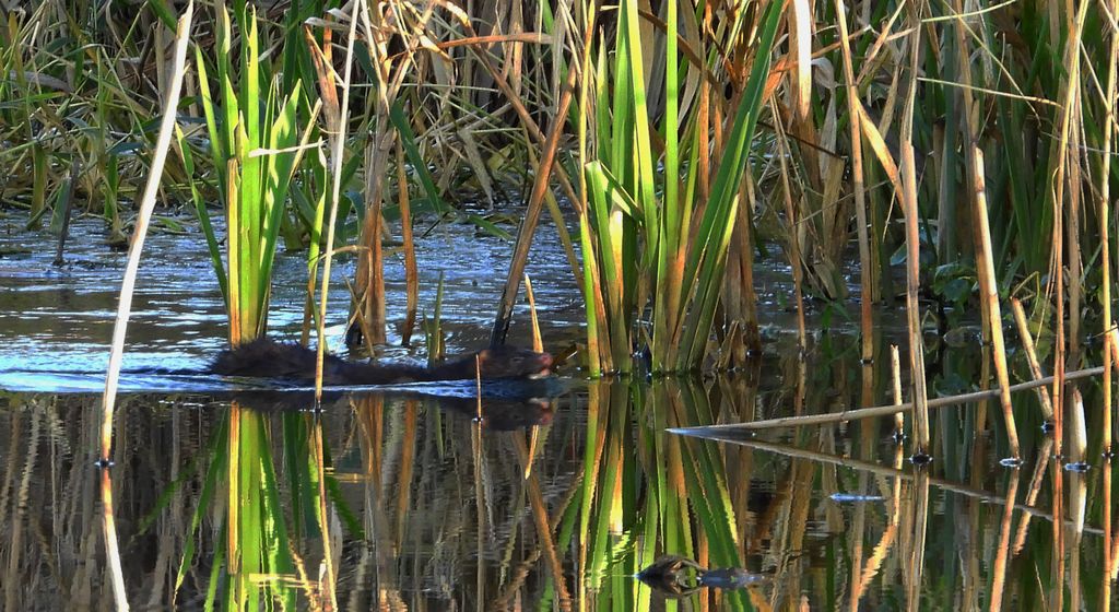 Wizon amerykański, norka amerykańska, wizon (Neogale vison)