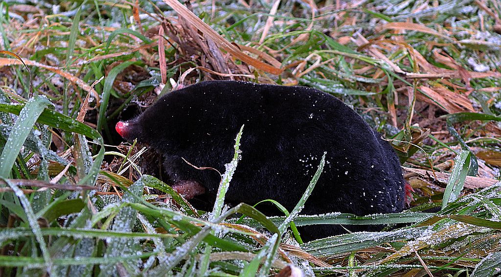Kret europejski, kret (Talpa europaea)