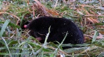 Kret europejski, kret (Talpa europaea)