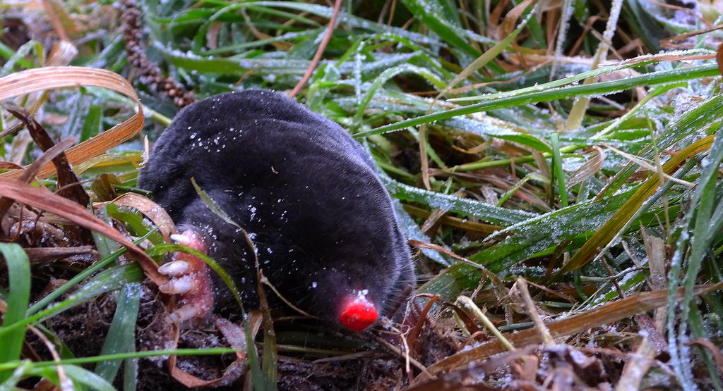 Kret europejski, kret (Talpa europaea)