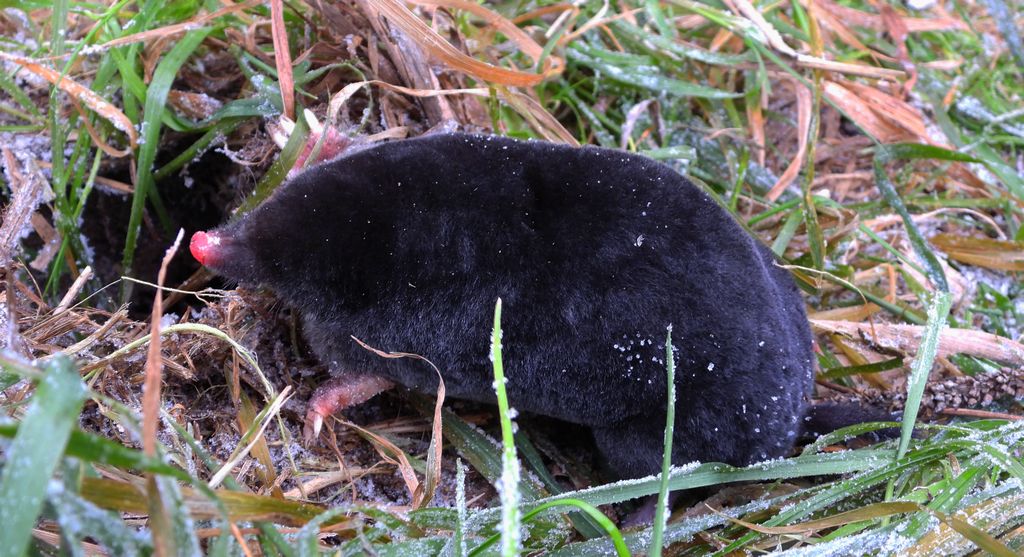 Kret europejski, kret (Talpa europaea)