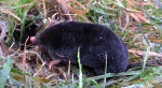 Kret europejski, kret (Talpa europaea)