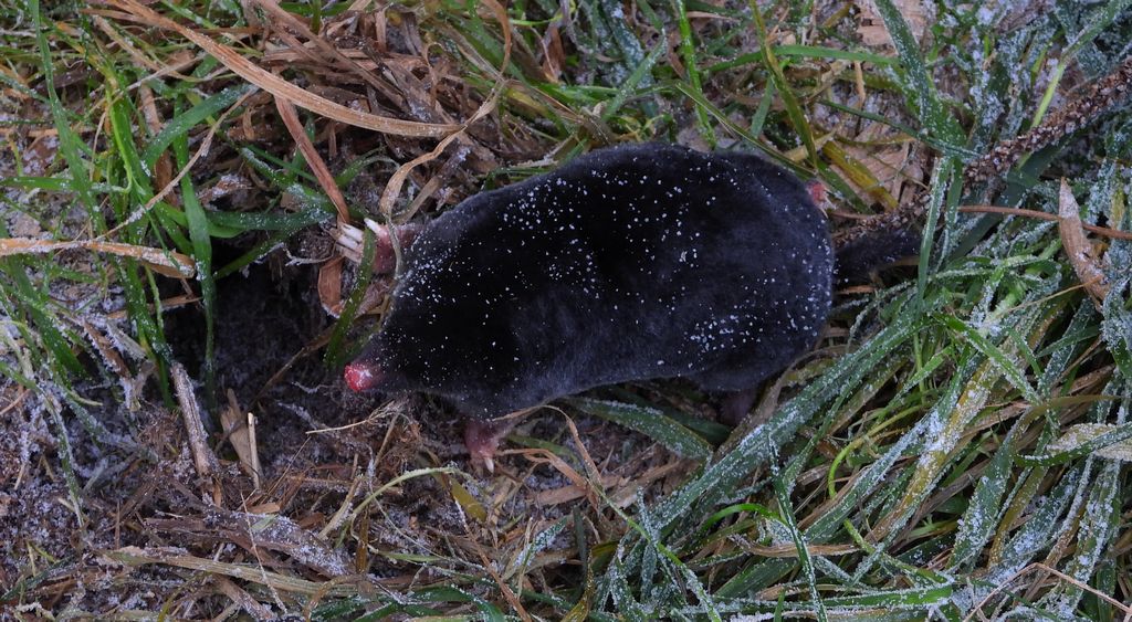 Kret europejski, kret (Talpa europaea)