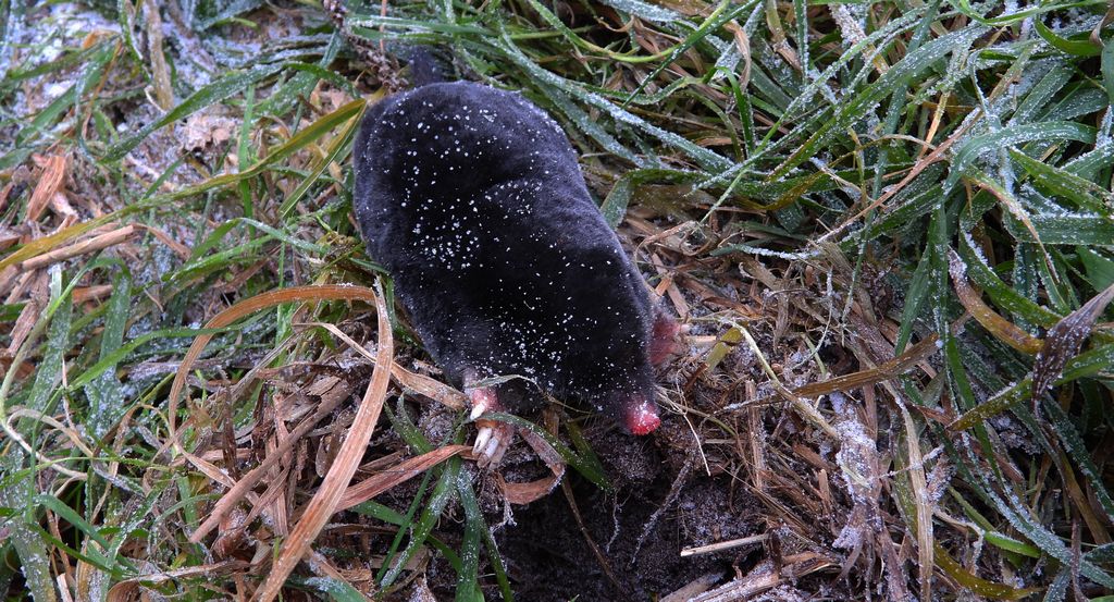 Kret europejski, kret (Talpa europaea)