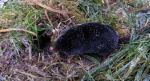 Kret europejski, kret (Talpa europaea)
