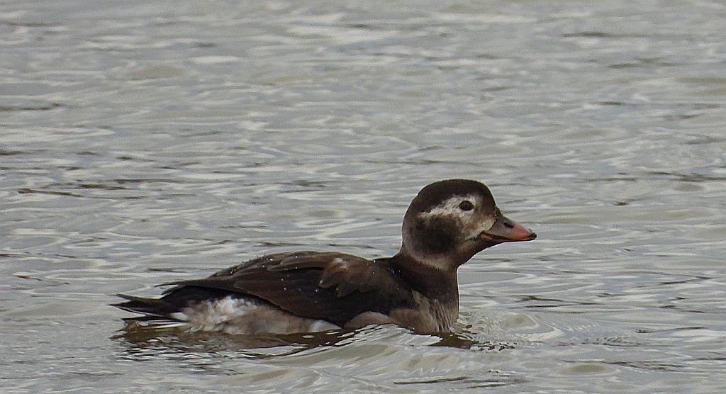 Lodówka (Clangula hyemalis)