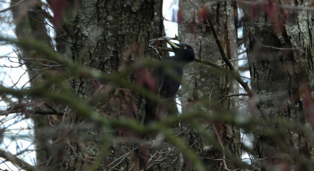 Dzięcioł czarny (Dryocopus martius)