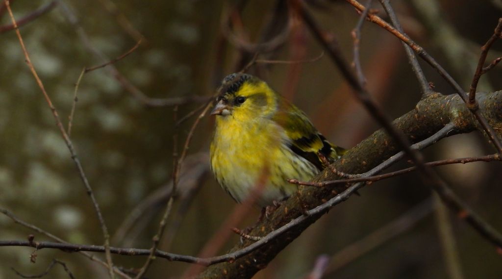 Czyż, czyż pospolity, czyżyk (Spinus spinus)