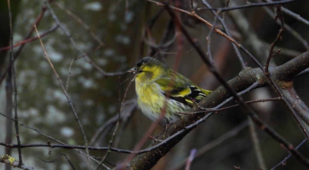 Czyż, czyż pospolity, czyżyk (Spinus spinus)