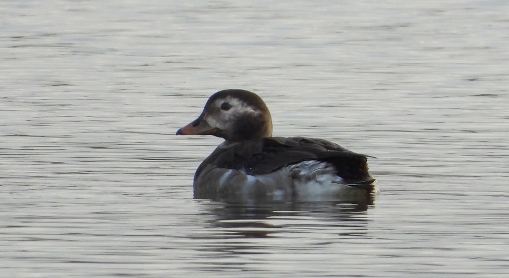 Lodówka (Clangula hyemalis)