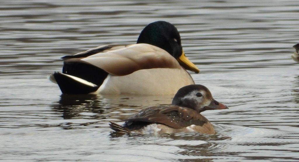 Lodówka (Clangula hyemalis)