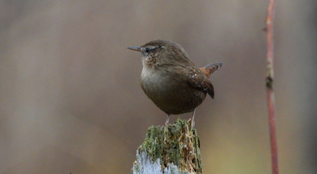 Strzyżyk zwyczajny, strzyżyk woleoczko, wole oczko (Nannus troglodytes)