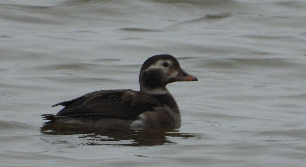 Lodówka (Clangula hyemalis)