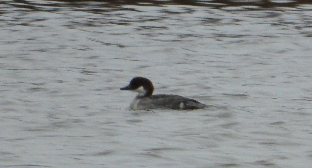 Bielaczek, tracz bielaczek (Mergellus albellus)