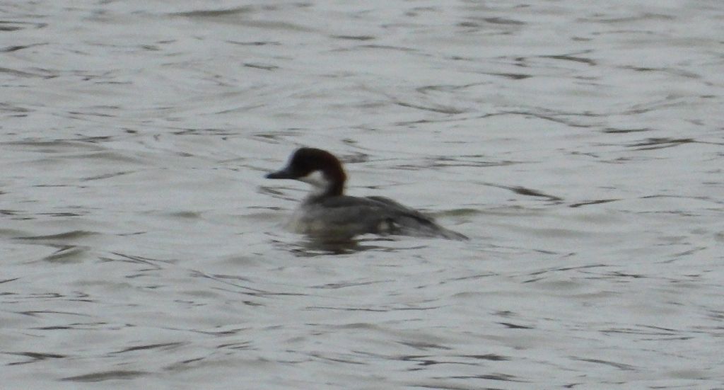 Bielaczek, tracz bielaczek (Mergellus albellus)