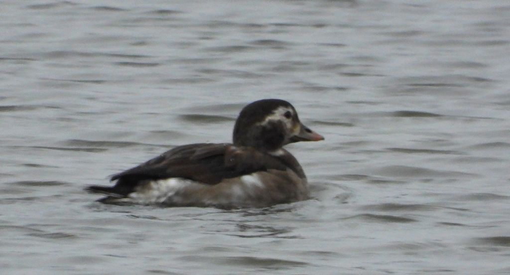 Lodówka (Clangula hyemalis)