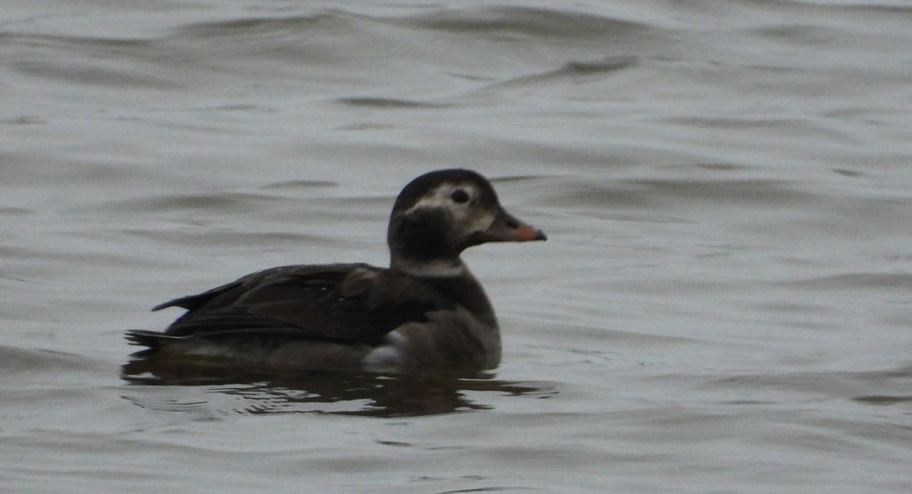 Lodówka (Clangula hyemalis)