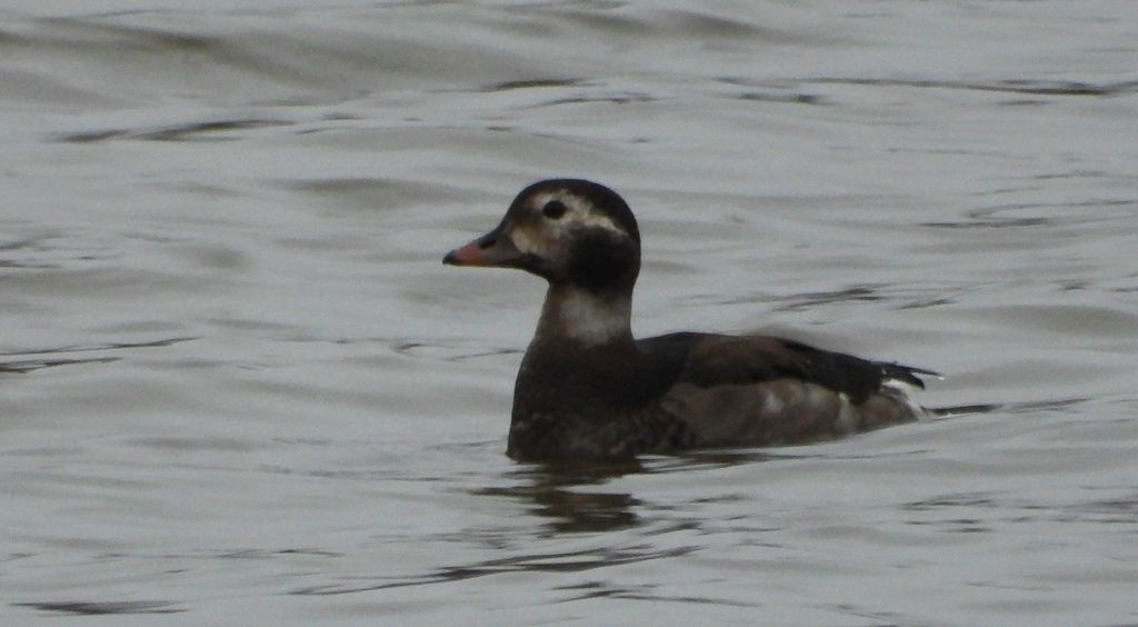 Lodówka (Clangula hyemalis)