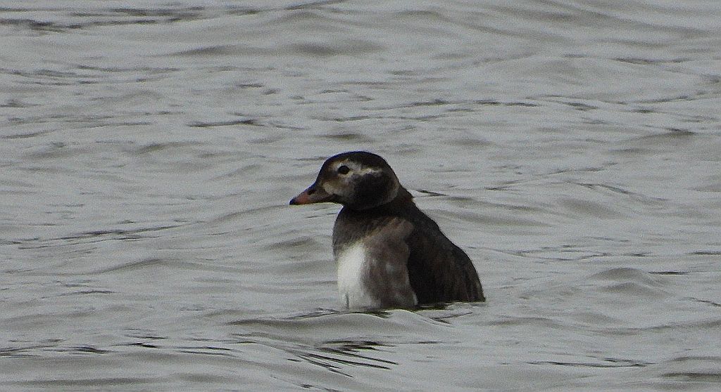 Lodówka (Clangula hyemalis)
