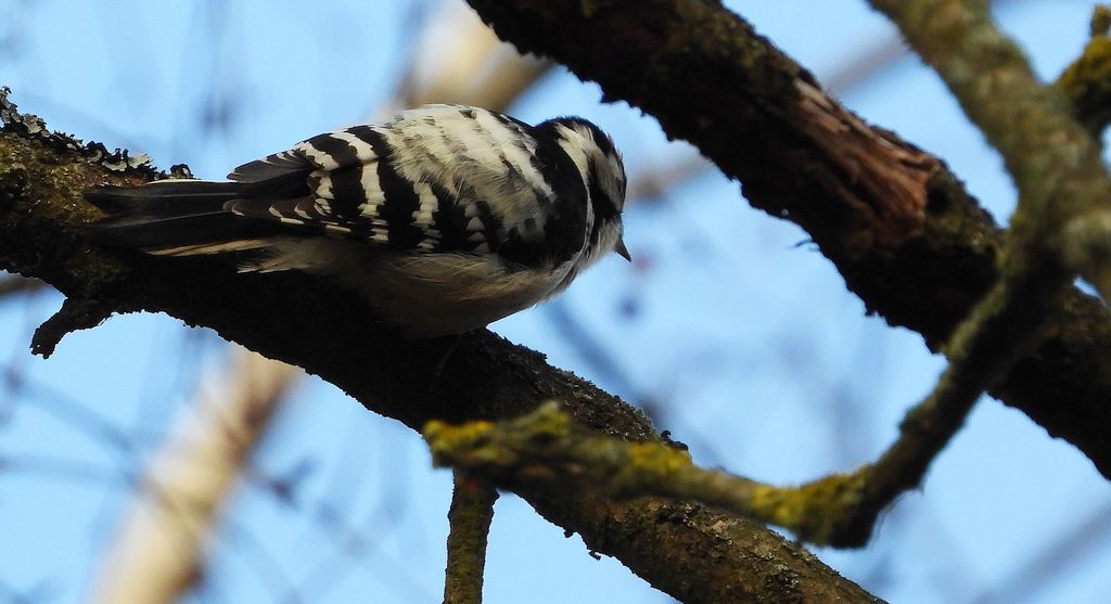 Dzięciołek, dzięcioł mały (Dryobates minor)