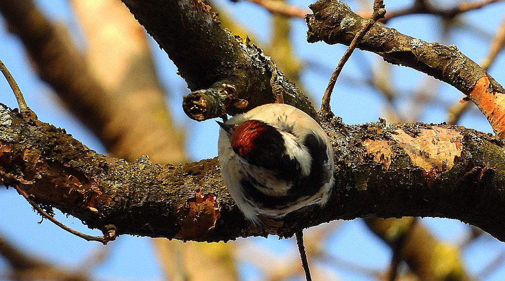 Dzięciołek, dzięcioł mały (Dryobates minor)