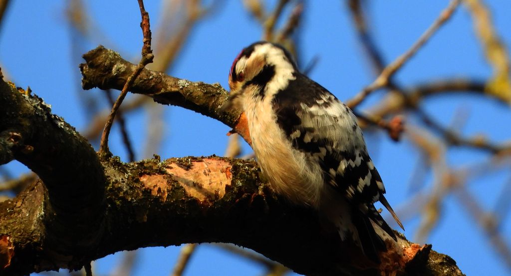 Dzięciołek, dzięcioł mały (Dryobates minor)