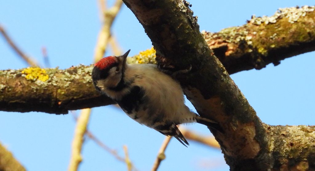 Dzięciołek, dzięcioł mały (Dryobates minor)