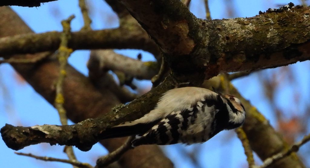 Dzięciołek, dzięcioł mały (Dryobates minor)